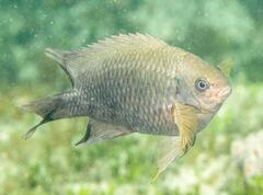 Neoglyphidodon polyacanthus