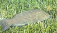 Notolabrus inscriptus