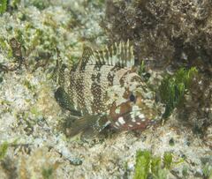 Epinephelus rivulatus