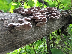 Schizophyllum commune