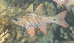 Ostorhinchus norfolcensis