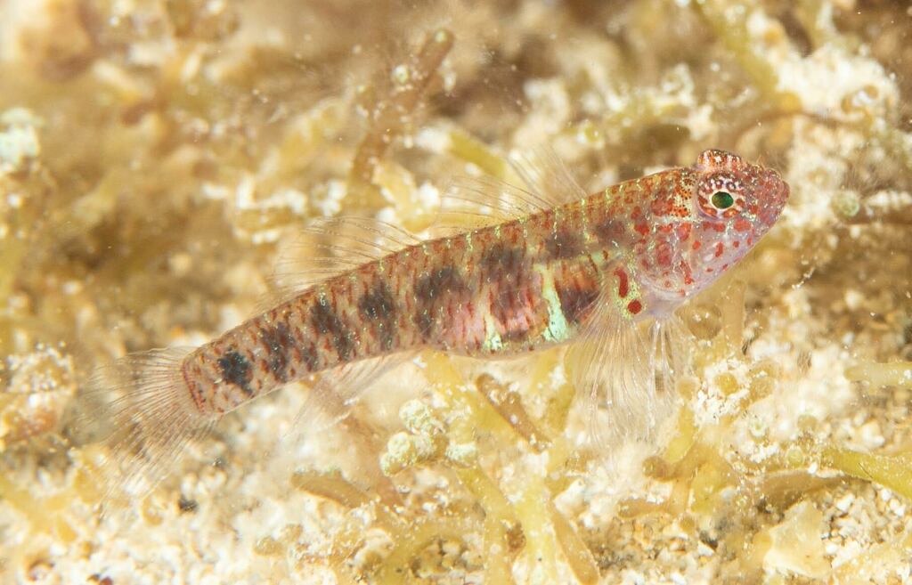 Hoese's Dwarfgoby