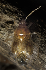 Deraeocoris