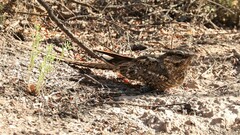 Hydropsalis torquata