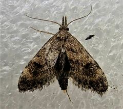 Isonomeutis amauropa