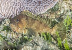 Epinephelus rivulatus
