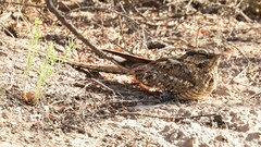 Hydropsalis torquata