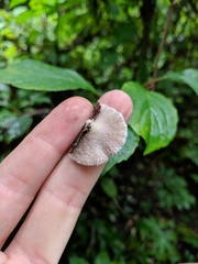 Schizophyllum commune