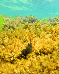 Dendrodoris arborescens