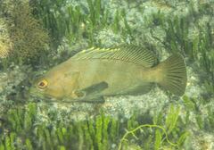 Epinephelus rivulatus