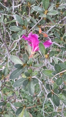 Rhododendron simsii