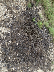 Boselaphus tragocamelus