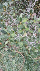 Rhododendron simsii