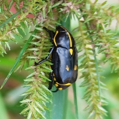 Rutela