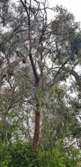 Eucalyptus melliodora