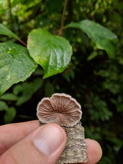 Schizophyllum commune