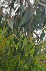Eucalyptus melliodora