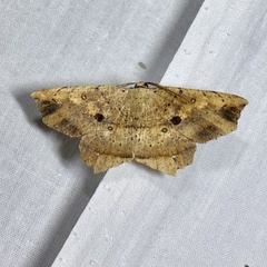 Polyacme subpulchra