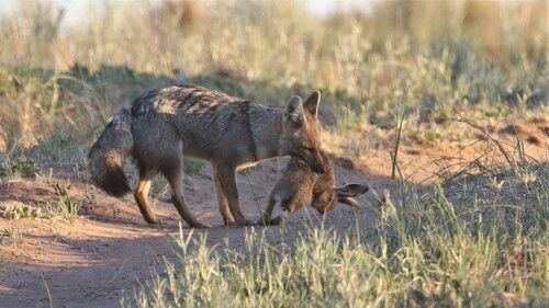 Pampas Fox, Loventué, La Pampa, Argentina, photo 9 of 10