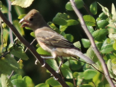 Passerina caerulea