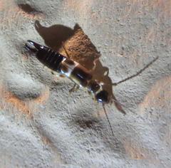 Euborellia cincticollis