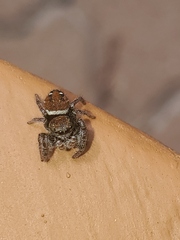 Phidippus whitmani