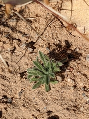 Oreocarya suffruticosa