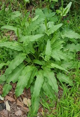 Rumex conglomeratus