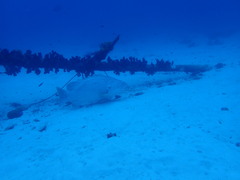 Epinephelus lanceolatus