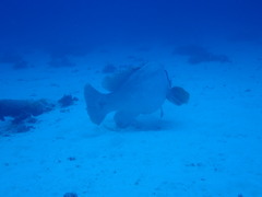 Epinephelus lanceolatus