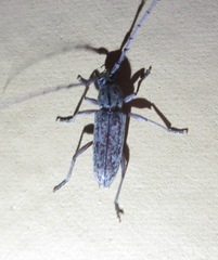 Elaphidion