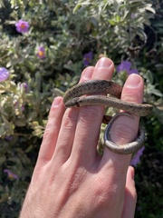 Macroprotodon brevis