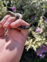Macroprotodon brevis