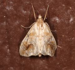 Evergestis lunulalis