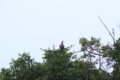 Patagioenas flavirostris