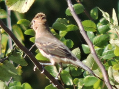 Passerina caerulea