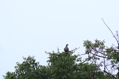 Patagioenas flavirostris