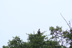 Patagioenas flavirostris