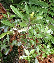 Elaeocarpus dentatus