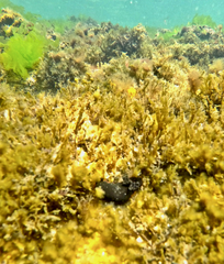 Dendrodoris arborescens