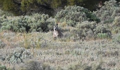 Osphranter robustus erubescens