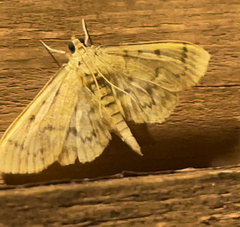 Herpetogramma aeglealis