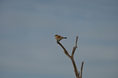 Aphelocephala leucopsis