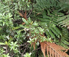 Elaeocarpus dentatus