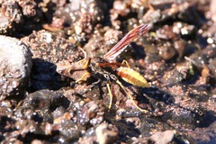 Polistes comanchus