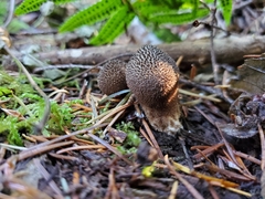 Lycoperdon nigrescens