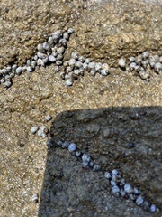 Littorininae