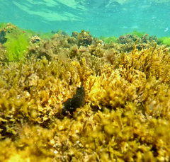 Dendrodoris arborescens