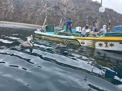 Pelecanus occidentalis