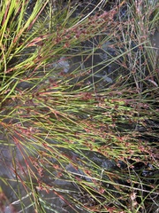 Juncus articulatus